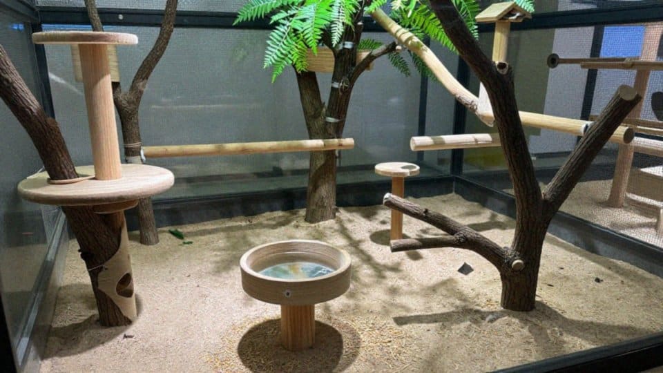 Które drobne papugi najlepiej trzymać razem?