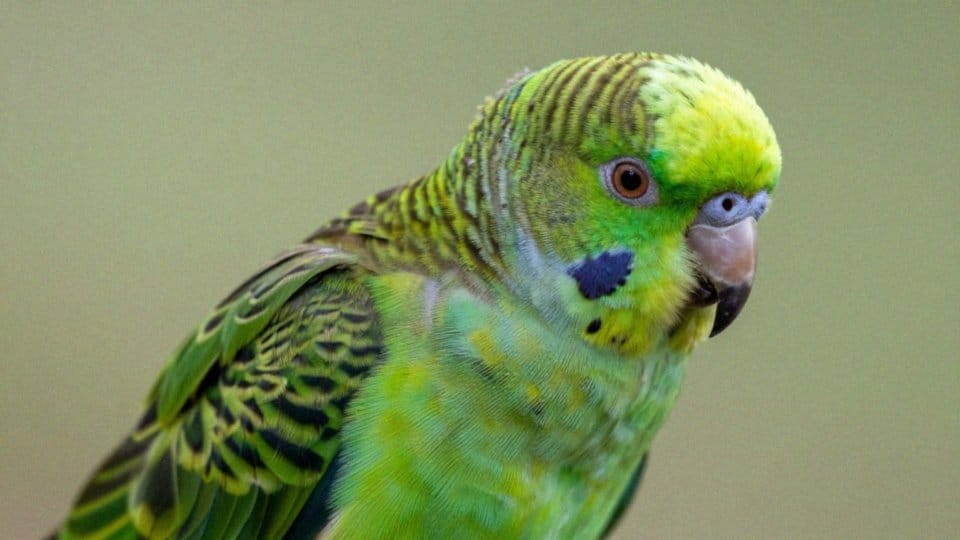 Jak rozpoznać najpopularniejsze mutacje kolorystyczne u aleksandretty obrożnej?