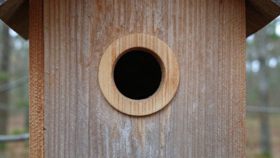 Jaką średnicę otworu wlotowego budki lęgowej wybrać?