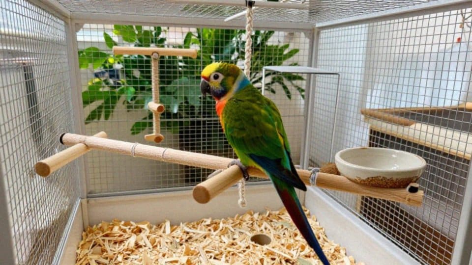 Jakie są zachowania i zdolności naśladowcze amazonki żółtogardłej?