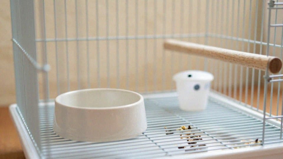 Jak rozpoznać objawy zatrucia u kanarka?