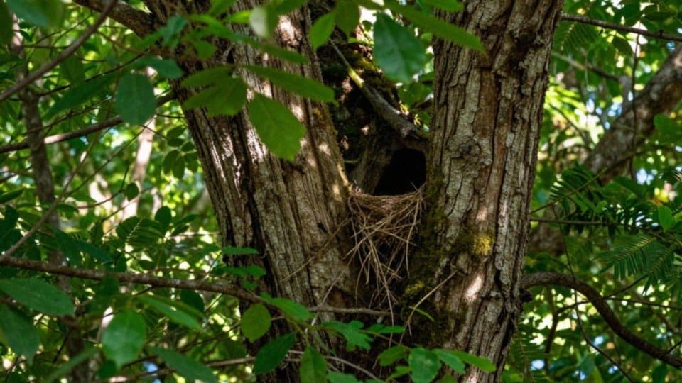 Kiedy i jak gniazduje amazonka żółtoszyja?