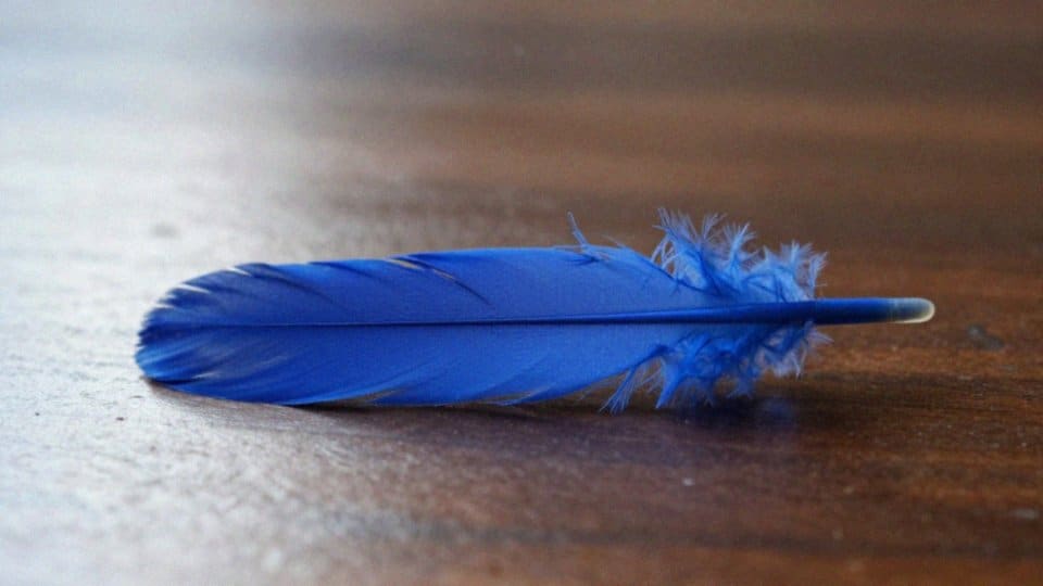 Skąd bierze się niebieski kolor papug?