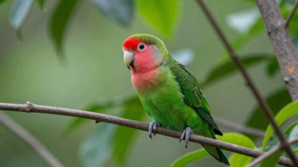 Jak wygląda upierzenie i budowa ciała nierozłączek czerwonoczelnych?