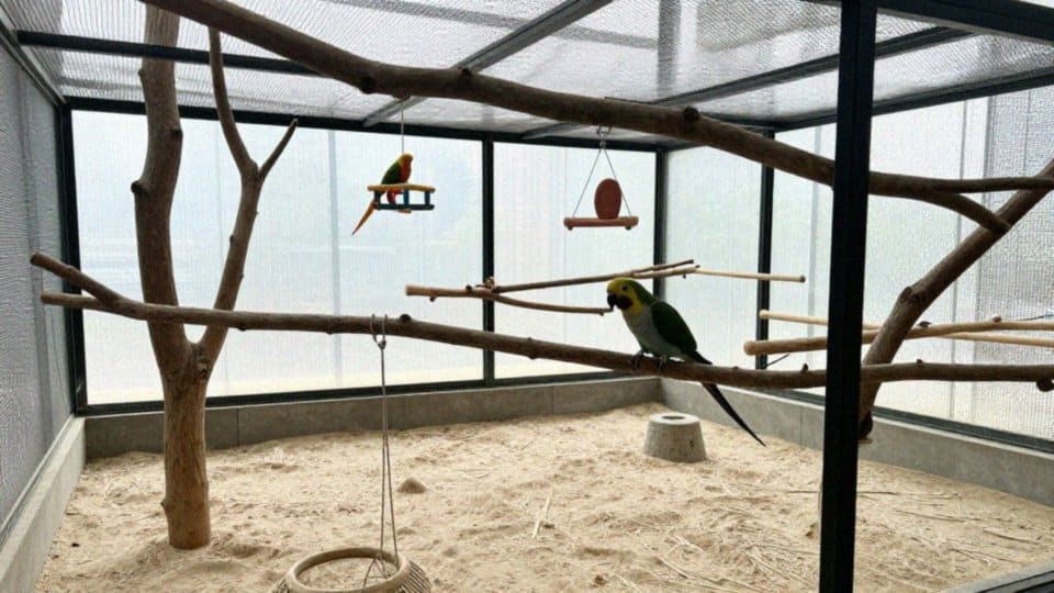 Ile godzin lotu potrzebuje aleksandretta obrożna?