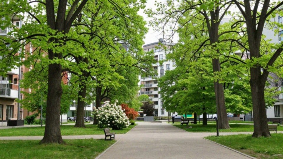 Gdzie w Polsce w 2019 tworzyły się kolonie papug?