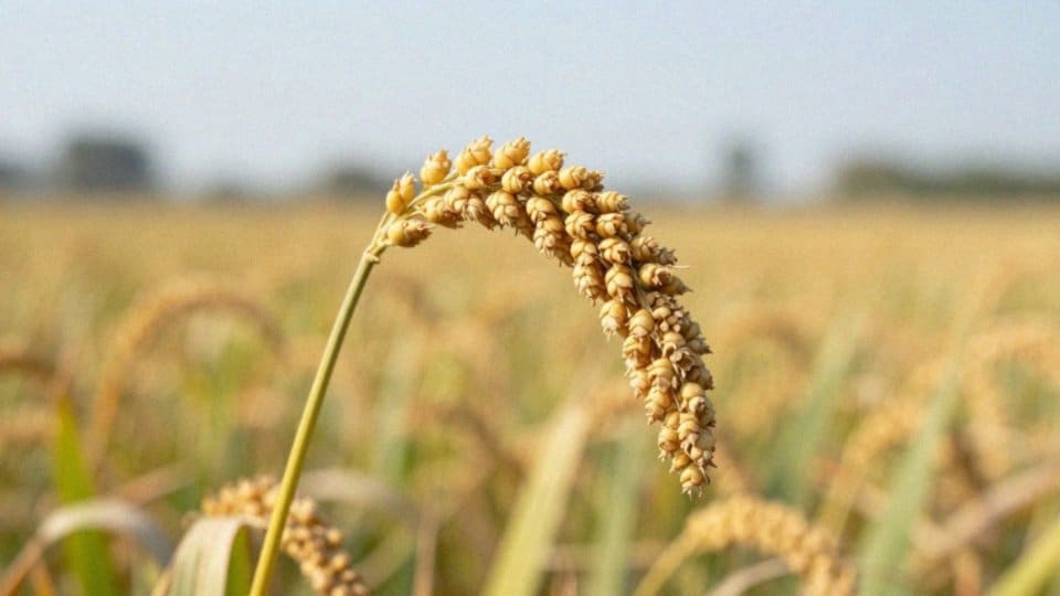 Czym jest proso i skąd pochodzi?