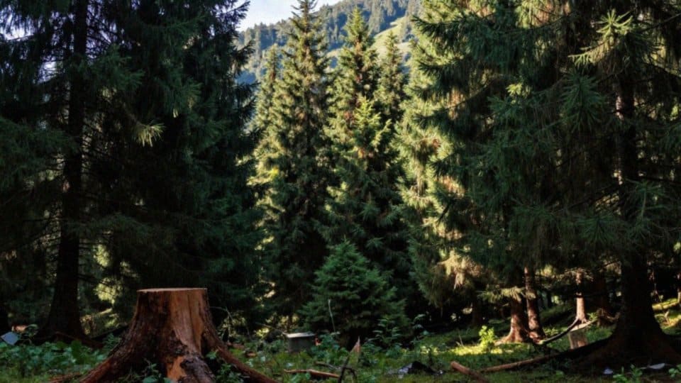 Jakie są główne zagrożenia dla aleksandretty chińskiej?