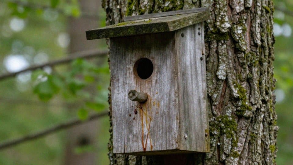 Jakie choroby przenoszą ptasie odchody?