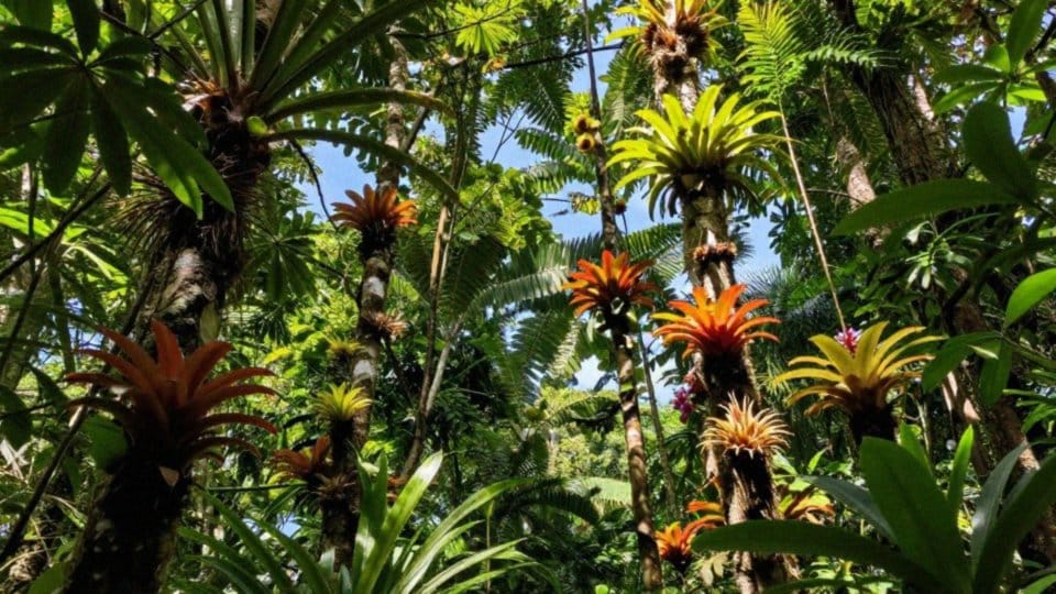 Jak środowisko kształtuje wygląd papug?