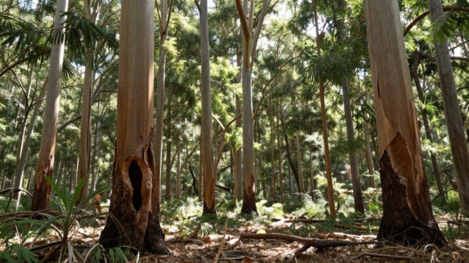 Jaki jest status ochronny i zagrożenia dla białolicy?