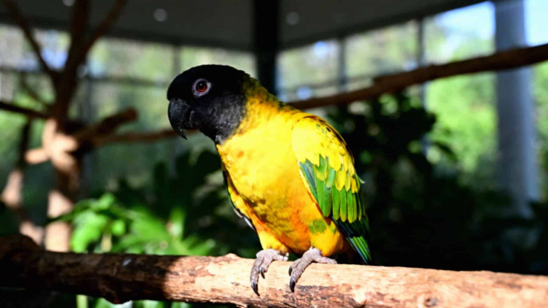 Barwinki papugi — jak dbać o te inteligentne ptaki?