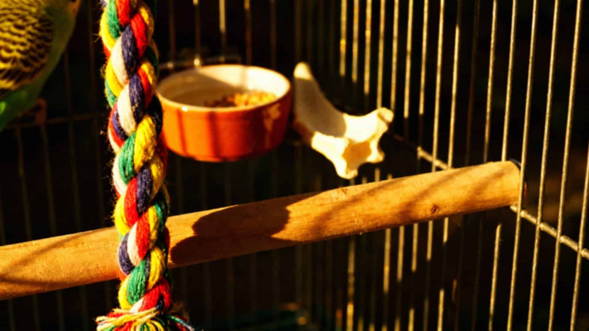 Co potrzebuje papuga falista? Przewodnik po pielęgnacji i wymaganiach