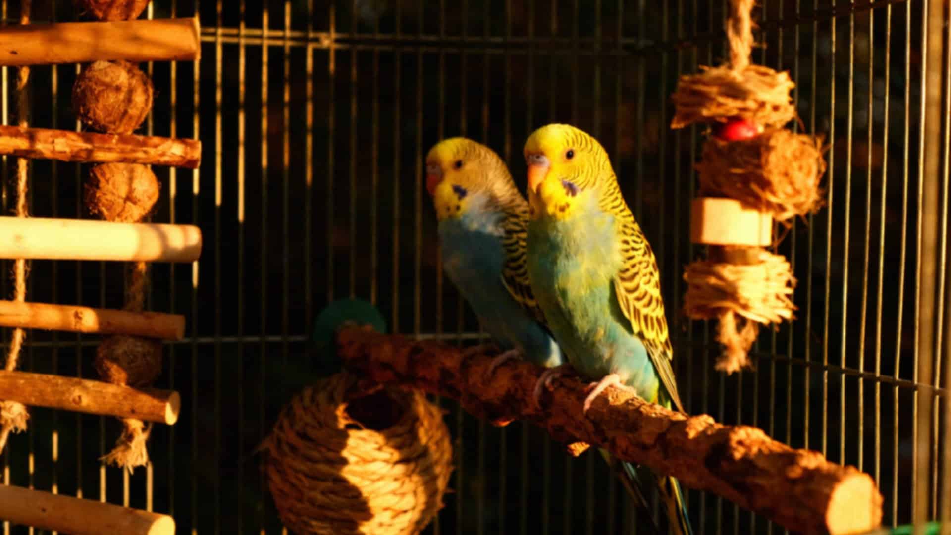 Czy papugi faliste muszą być dwie? Dlaczego warto hodować je w parach?