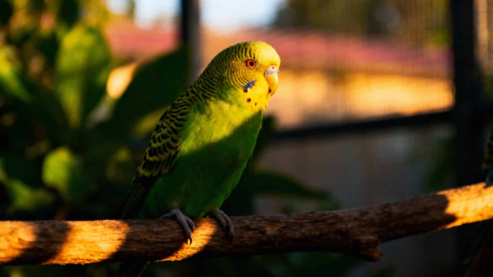 Czy papugi są inteligentne? Zdolności poznawcze i ich znaczenie
