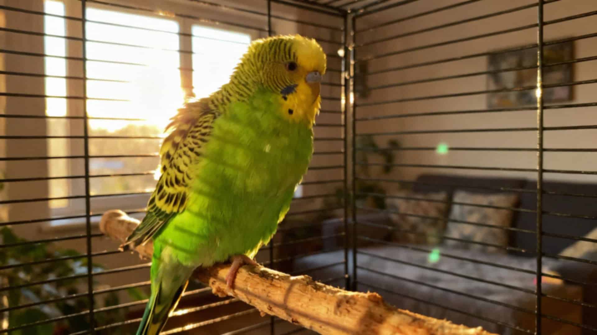 Dlaczego papuga się puszy? Poznaj przyczyny i znaczenie tego zachowania