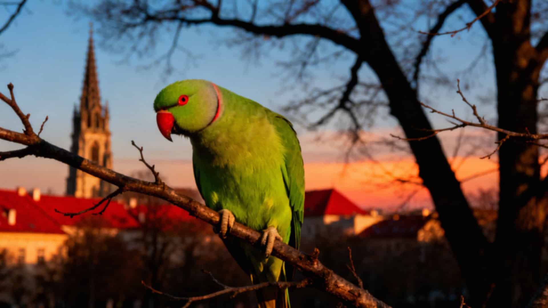 Dzikie papugi w Polsce — zagrożenia i ich wpływ na ekosystem