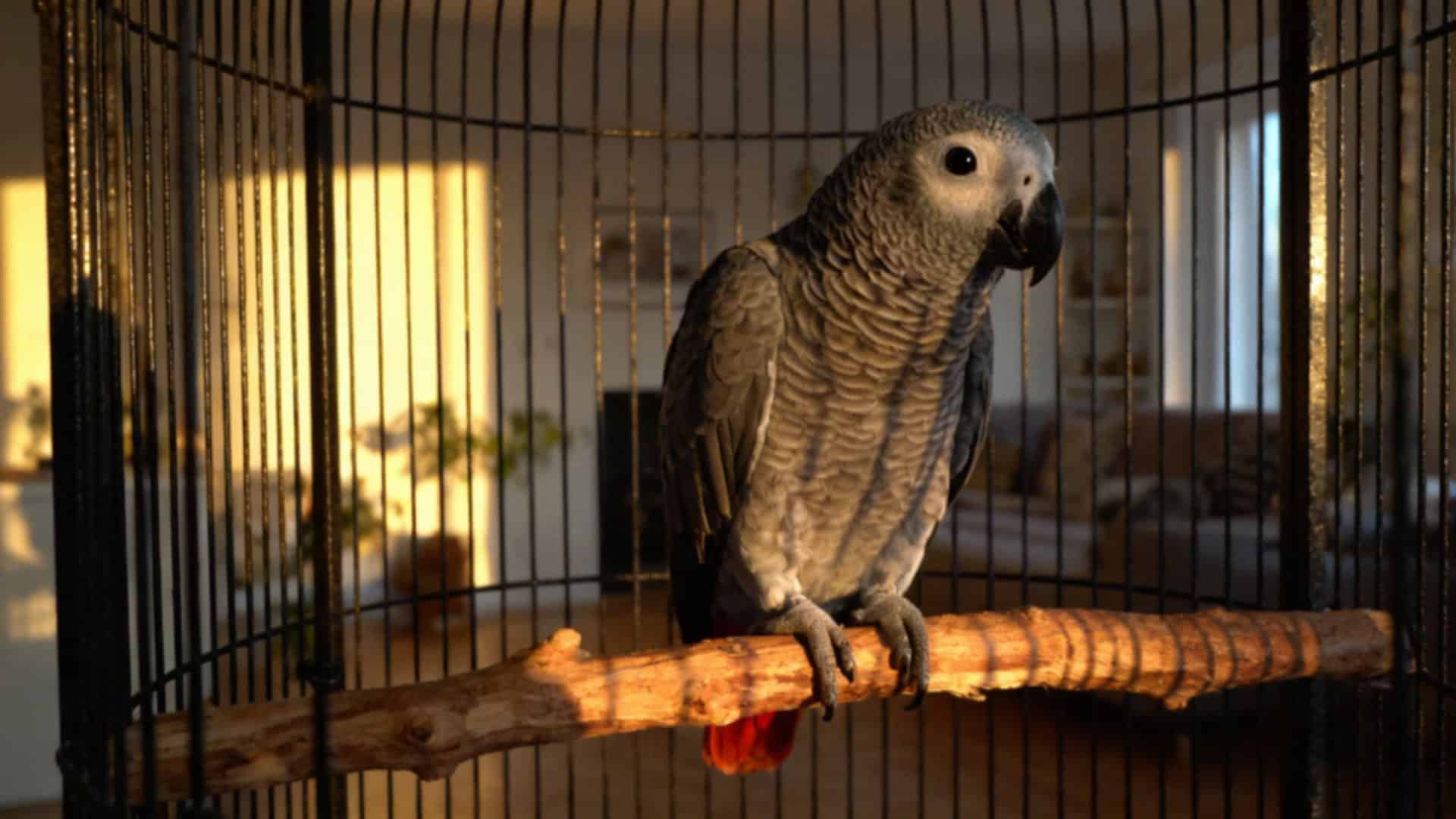 Gadające papugi żako — inteligentne ptaki i ich pielęgnacja