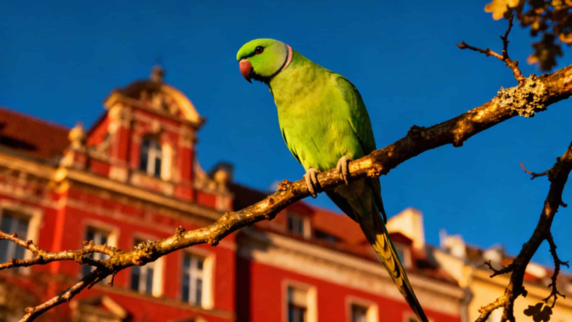 Inwazja papug w Polsce — przyczyny, skutki i jak z nią walczyć?