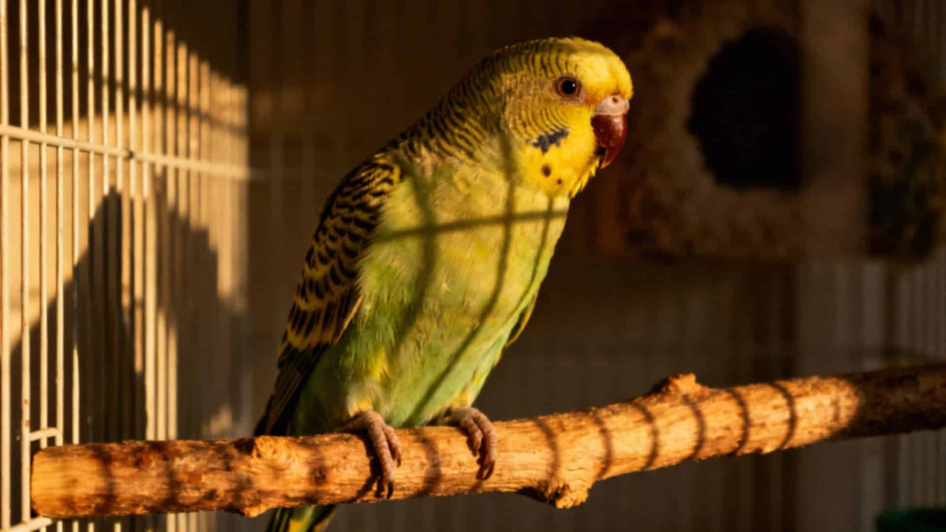 Jak wygląda stara papuga falista? Cechy, zachowanie i zdrowie
