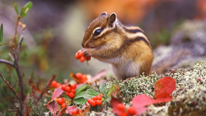 Jaki odgłos wydaje papuga nimfa? Odkryj fascynujące dźwięki jej wokalizacji