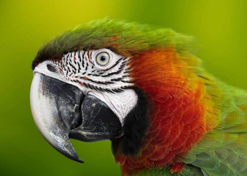 Read more about the article Jak dobrać odpowiednią karmę dla Twojej papugi