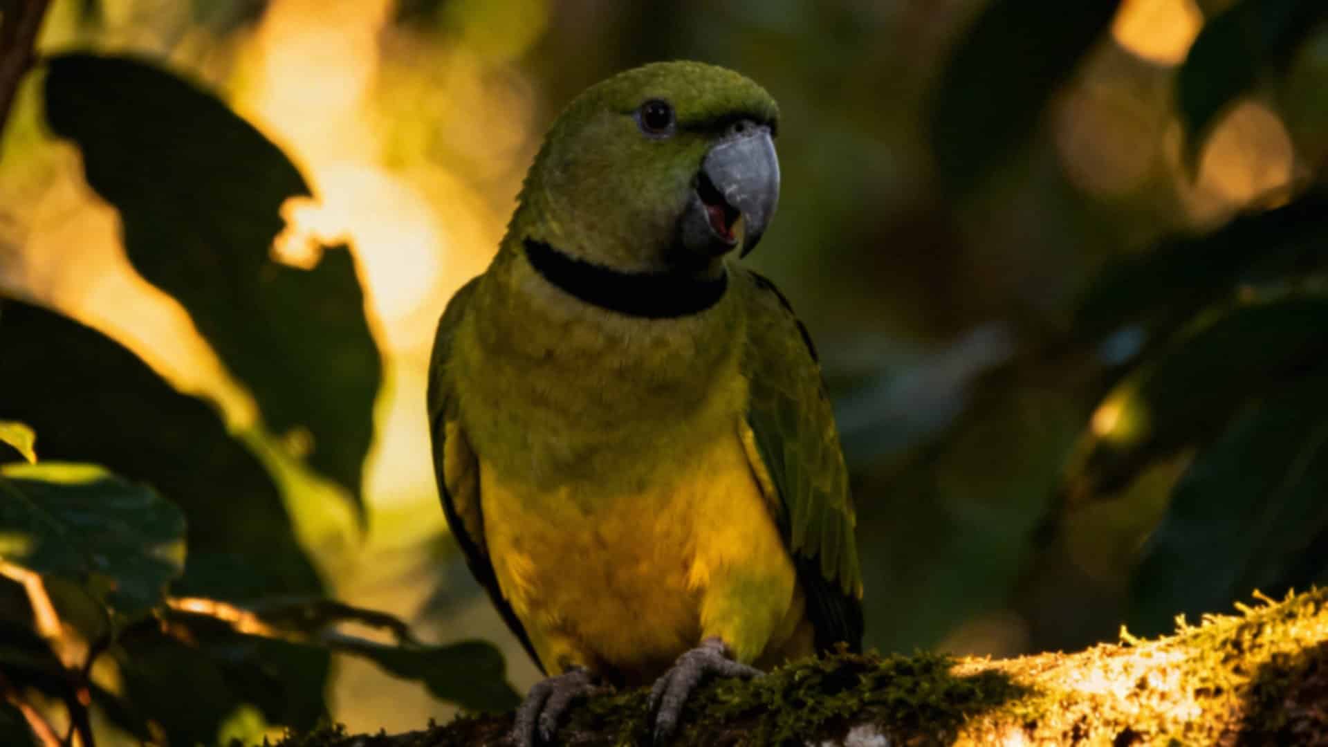 Nierozłączka obrożna – jak dbać o te piękne ptaki w hodowli?