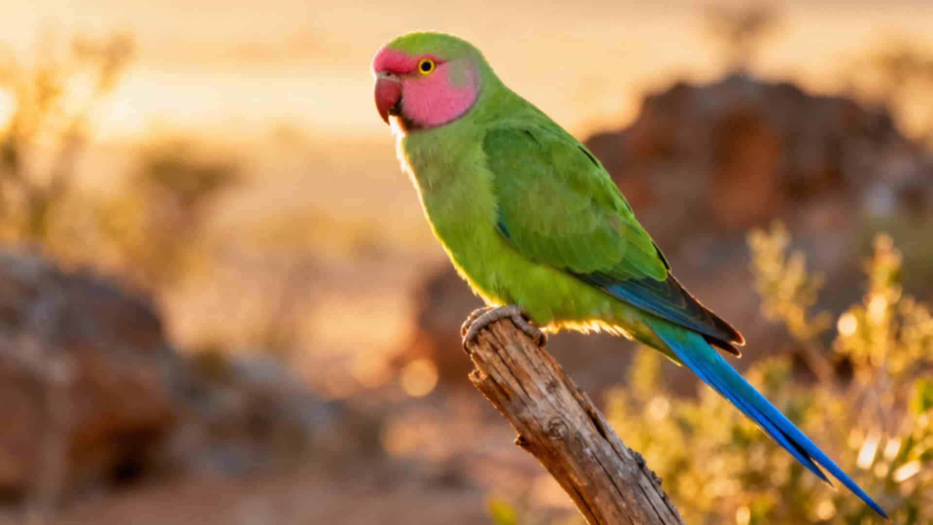 Nierozłączki czerwonoczelne — pielęgnacja, dieta i oswajanie