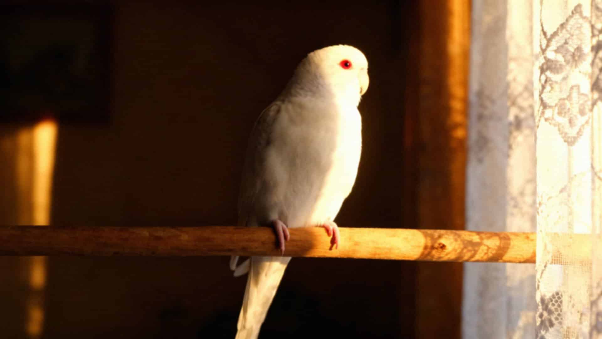 Biała papuga falista — co musisz o niej wiedzieć?