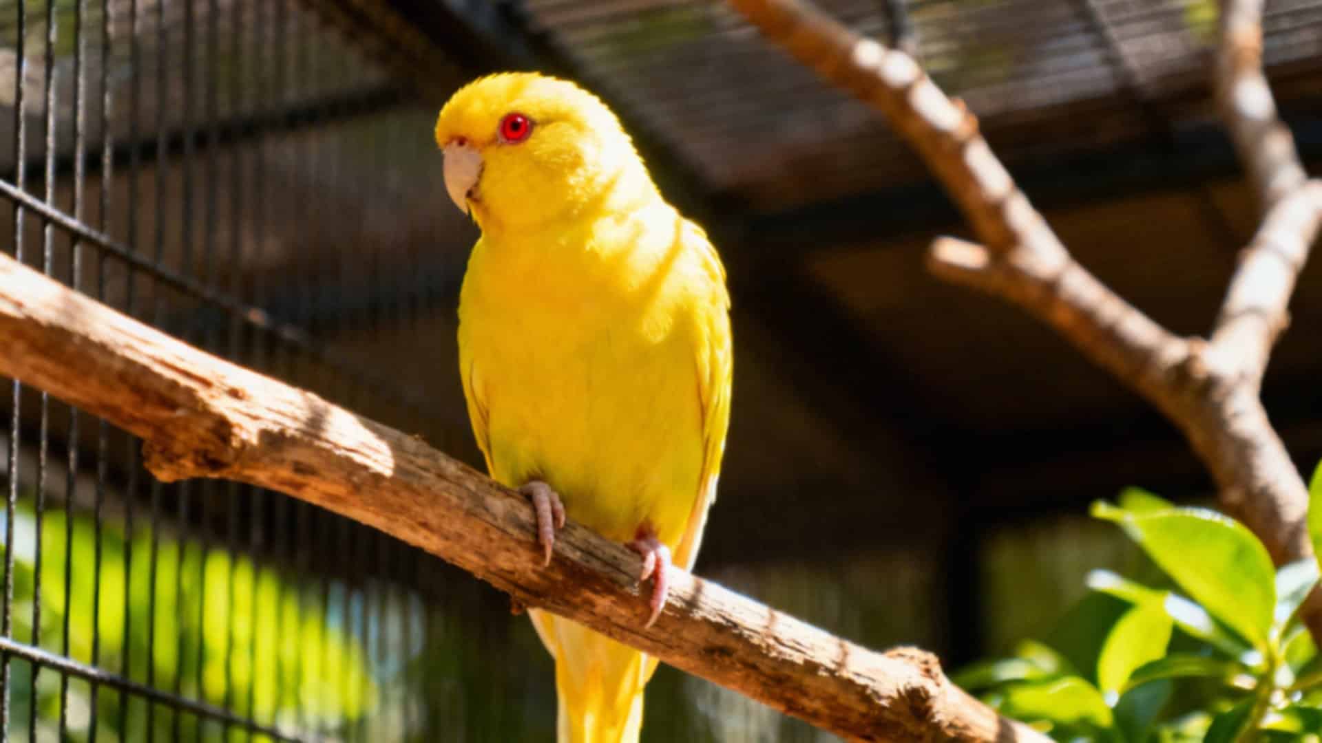 Papuga falista lutino — co warto wiedzieć o tej niezwykłej mutacji?