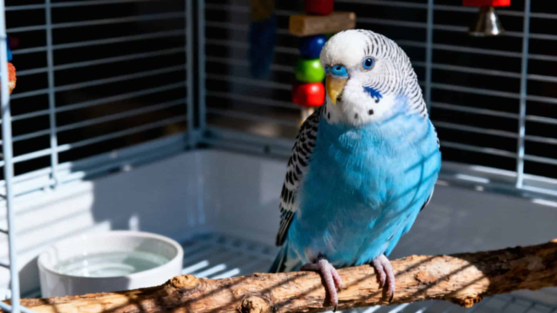 Papuga falista — jak dbać o nią i oswajać krok po kroku?