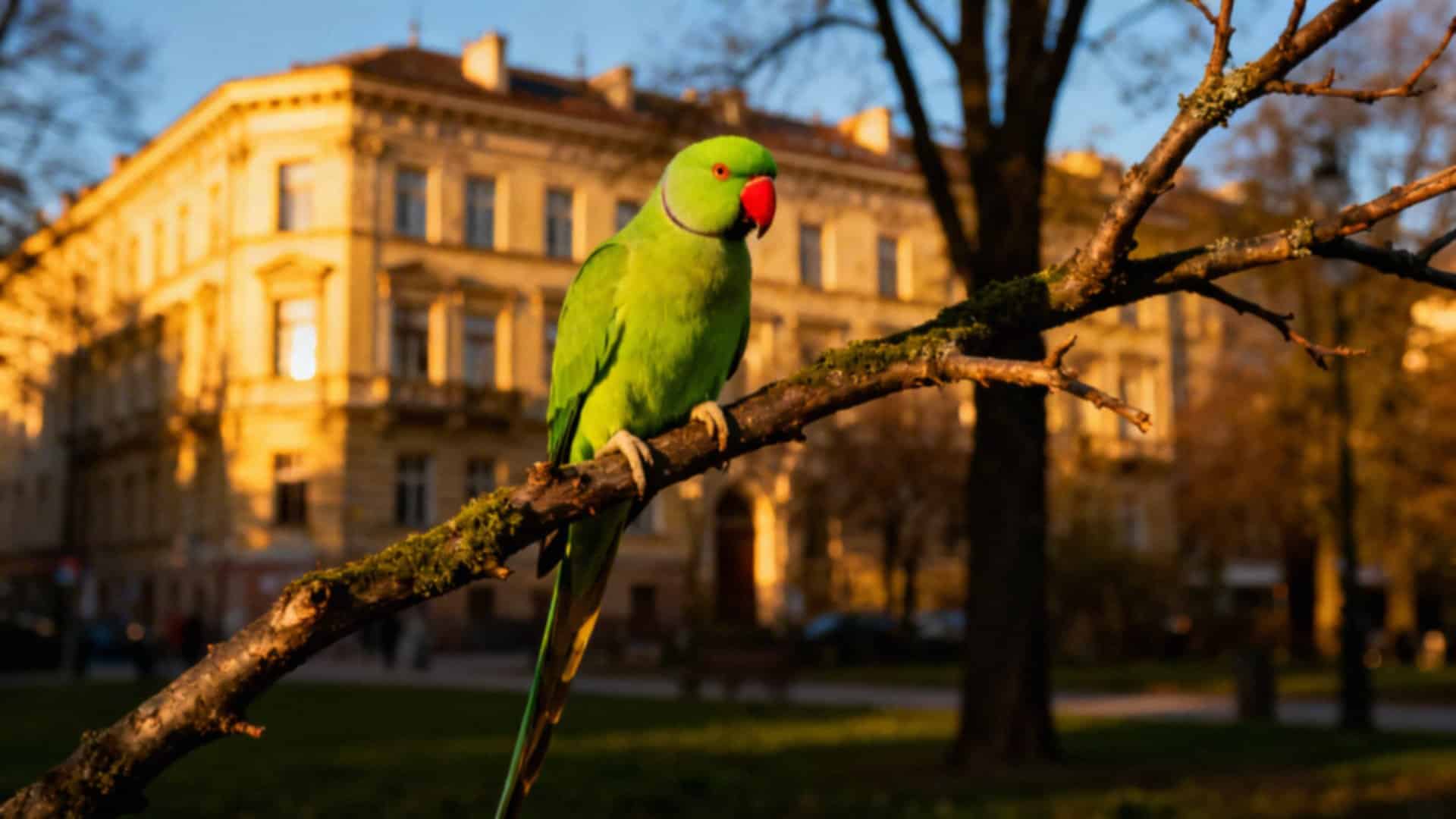 Papugi zielone — jakie mają znaczenie dla polskich ekosystemów?