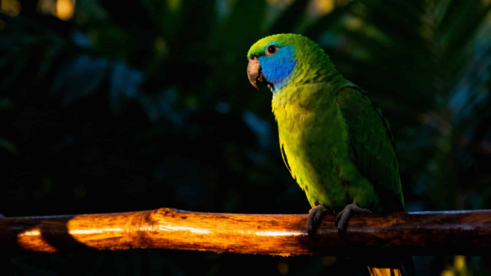 Rudosterka zielonolica – co musisz wiedzieć o tym wyjątkowym gatunku papugi?